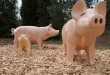 Auf dem Playmobil Bauernhof wollen die tierischen Bewohner versorgt werden, darunter diese Schweinchen.