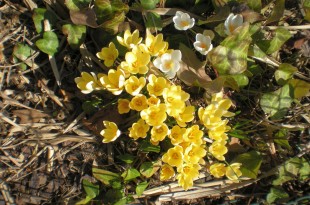 Die Krokusse sprießen - der Frühling ist da!