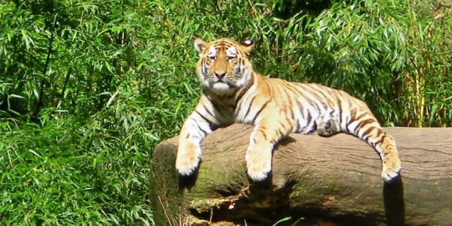 Der Tiger genießt die herrliche Frühlingssonne: Im Tiergarten Nürnberg lassen sich heimische und exotische Tiere erleben.