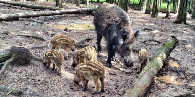 Wildschweingehege im Fürther Stadtwald: Adresse, Anfahrt, Parken