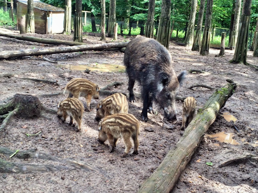 In und um Zirndorf locken etliche Ausflugsziele. Viele sind kostenlos - etwa das Wildschweingehege nahe der Alten Veste.