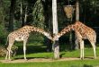 Tiergarten Nürnberg öffnet nach Corona-Pause am 11. Mai 2020: Die Giraffen-Damen Lifty und Lubaya freuen sich auf Besucher (Foto: Dr. Dag Encke / Stadt Nürnberg)